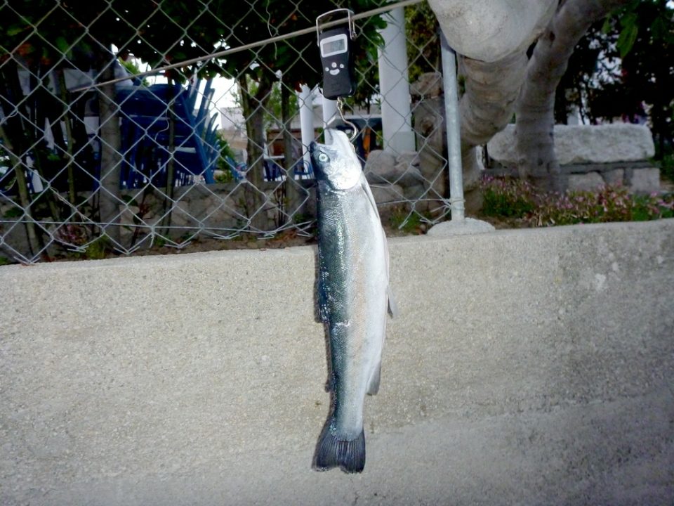 p1000071