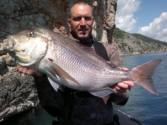 Zubatac 7.2 kg